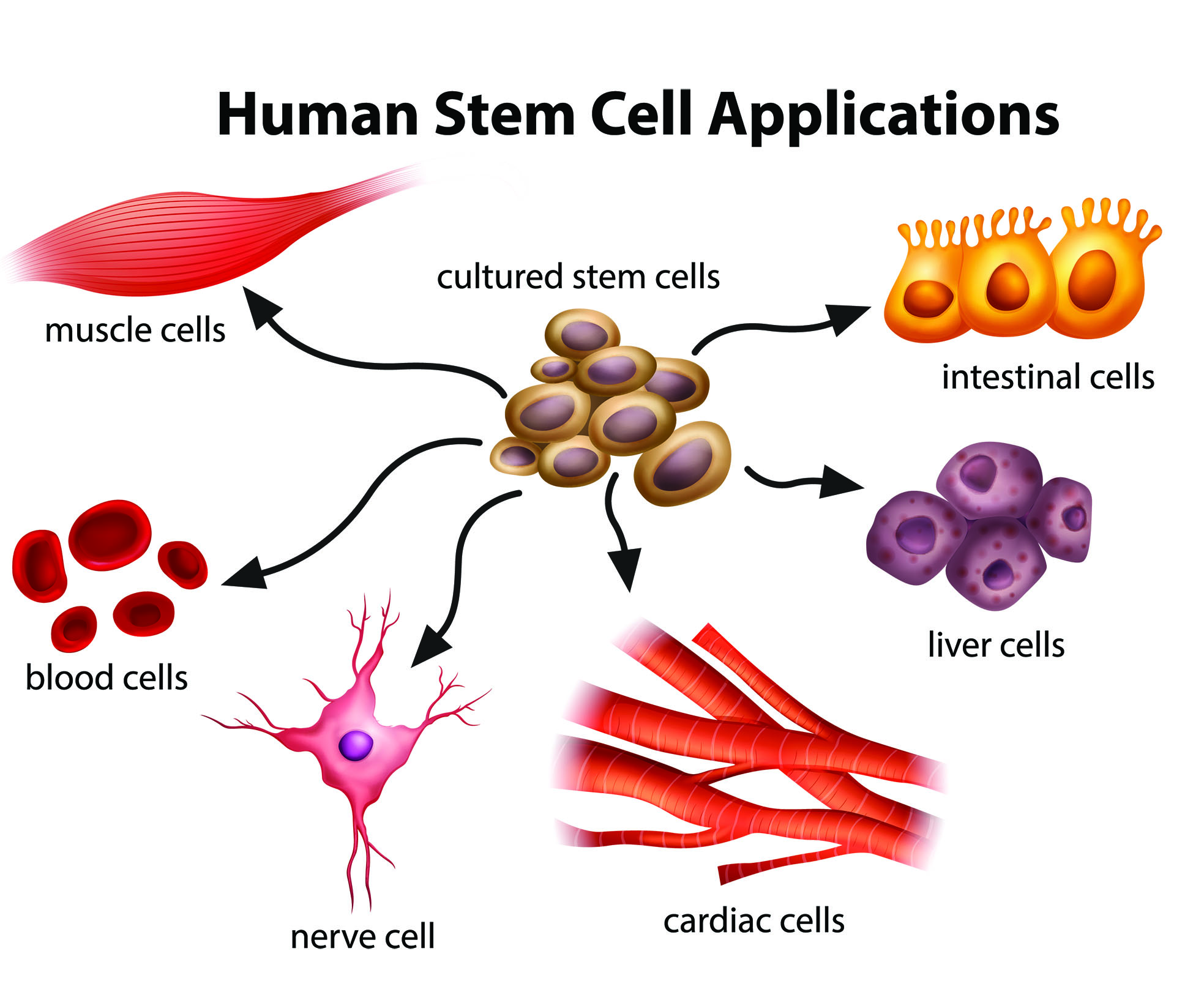 Stem Cell Therapy TDOX Asia